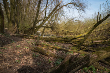 Fototapeta premium A wild forest in the Netherlands