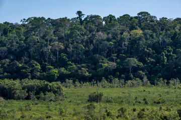 Fototapeta na wymiar Forest photographed in Linhares, Espirito Santo. Southeast of Brazil. Atlantic Forest Biome. Picture made in 2014.