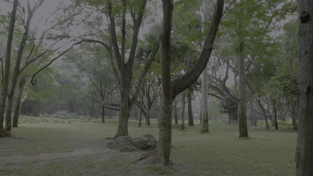 trees in Cubbon park