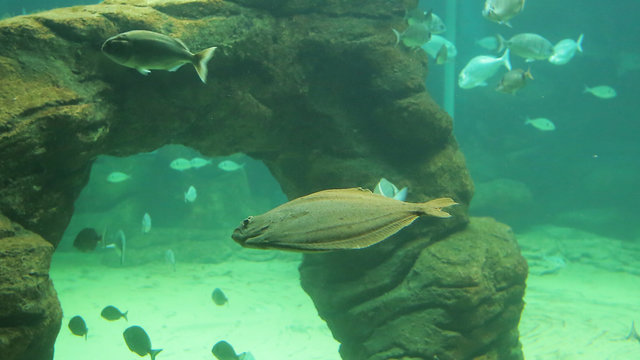 Rodaballo