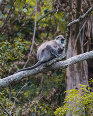 Monkey, Grey Langur, Mother and Baby sitting at a branch in the Bushes in Sri Lanka