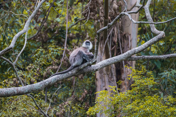 Monkey, Grey Langur, Mother and Baby sitting at a branch in the Bushes in Sri Lanka