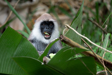 Monkey, Grey Langur in the bushes near Ella, Sri Lanka