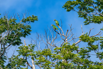 Bird photographed in Linhares, Espirito Santo. Southeast of Brazil. Atlantic Forest Biome. Picture made in 2014.