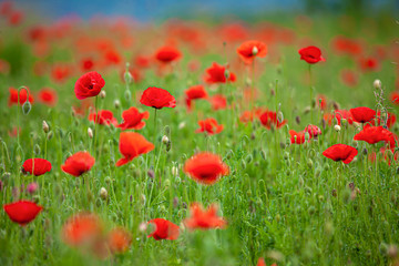 Obraz premium red poppy flowers with buds