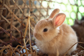Little rabbits in the basket