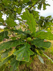 Acorns on an Oak tree in Killarney in County Kerry, Ireland