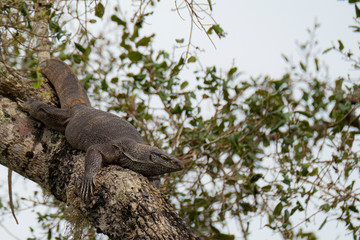 Bengal Monitor on a branch in the bushes of Yala National Park, Sri Lanka