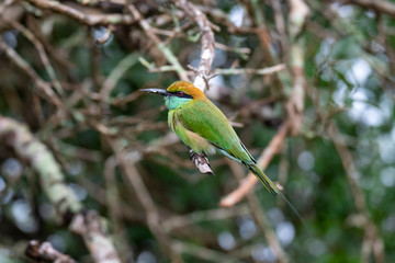 (little) green bee-eater (Merops orientalis); Yala National Park, Sri Lanka