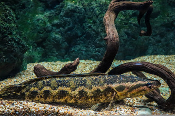 goby fish