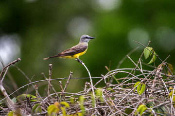 Bird photographed in Linhares, Espirito Santo. Southeast of Brazil. Atlantic Forest Biome. Picture made in 2014.