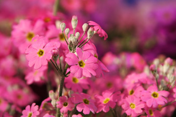 サクラソウのクローズアップ写真素材 春素材　花とつぼみ