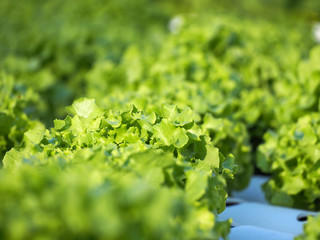 Organic hydroponic vegetable farm