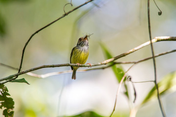 Bird photographed in Linhares, Espirito Santo. Southeast of Brazil. Atlantic Forest Biome. Picture made in 2014.
