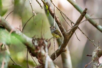 Bird photographed in Linhares, Espirito Santo. Southeast of Brazil. Atlantic Forest Biome. Picture made in 2014.