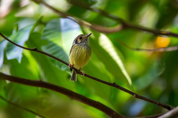 Bird photographed in Linhares, Espirito Santo. Southeast of Brazil. Atlantic Forest Biome. Picture made in 2014.