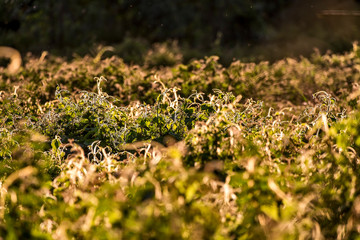 Plant photographed in Linhares, Espirito Santo. Southeast of Brazil. Atlantic Forest Biome. Picture made in 2014.