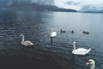 swans on the lake