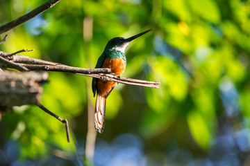Bird photographed in Linhares, Espirito Santo. Southeast of Brazil. Atlantic Forest Biome. Picture made in 2014.