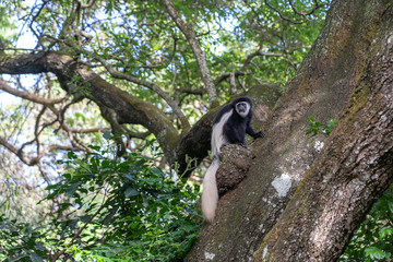 Wild colobus guereza monkey sitting on the branch in tropical forest near city Arusha, Tanzania, Africa