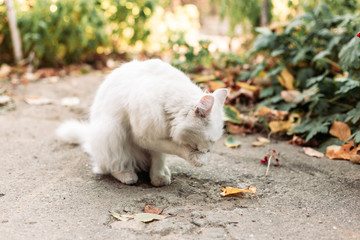 Beautiful white male cat grooming itself in the garden. Domestic pets