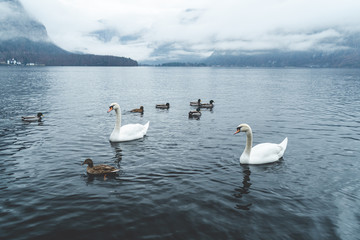 swans on the lake