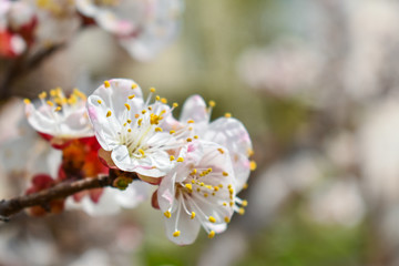White cherry flowers on a blurry background. Place for an inscription.