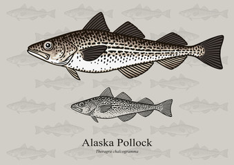 Alaska Pollock, Mintai. Vector illustration with refined details and optimized stroke that allows the image to be used in small sizes (in packaging design, decoration, educational graphics, etc.)