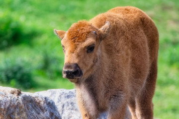 Fototapeta premium Bison Calf
