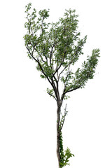 Obraz premium Big tree isolated.