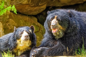 Andean bear