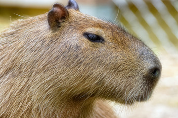 Capybara