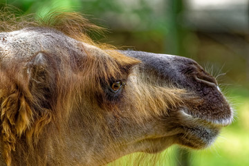 head of camel