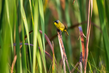 Bird photographed in Linhares, Espirito Santo. Southeast of Brazil. Atlantic Forest Biome. Picture made in 2014.