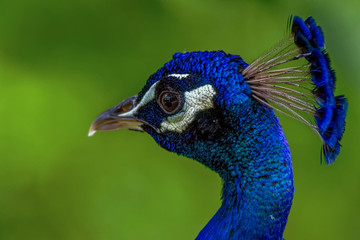 Naklejka premium portrait of a peacock