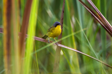Bird photographed in Linhares, Espirito Santo. Southeast of Brazil. Atlantic Forest Biome. Picture made in 2014.