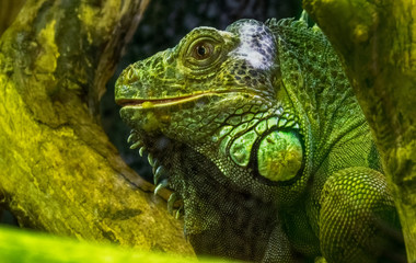 Naklejka na ściany i meble green iguana on a branch