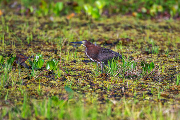 Bird photographed in Linhares, Espirito Santo. Southeast of Brazil. Atlantic Forest Biome. Picture made in 2014.
