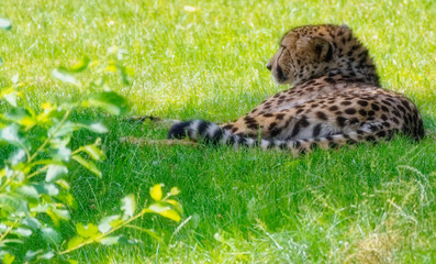 Gepard in the grass © Michael Knöbl