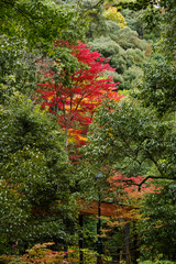 明治の森箕面国定公園・滝道の秋