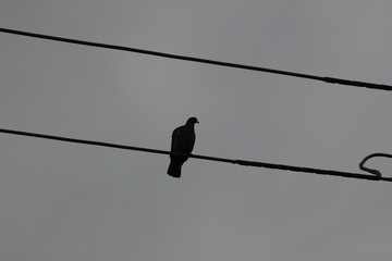 pombo na linha de transmissão de energia