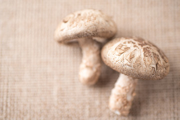 Close up of fresh shiitake mushroom on brown background