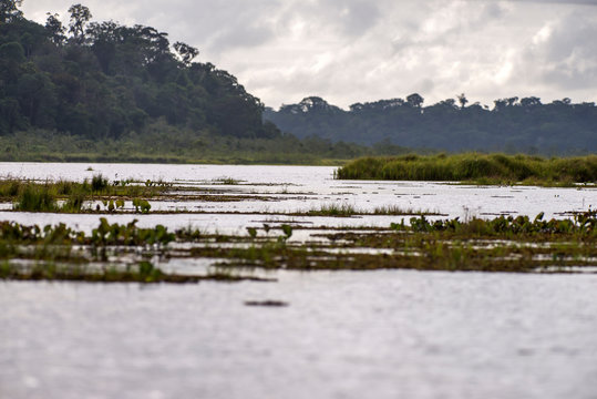 Macuco Lagoon photographed in Linhares, Espirito Santo. Southeast of Brazil. Atlantic Forest Biome. Picture made in 2014.