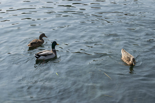 Ducks swimming in a lake	