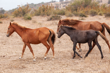 Herd of Wild Horses