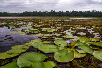 Macuco Lagoon photographed in Linhares, Espirito Santo. Southeast of Brazil. Atlantic Forest Biome. Picture made in 2014.