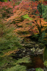 大阪箕面・箕面川と紅葉