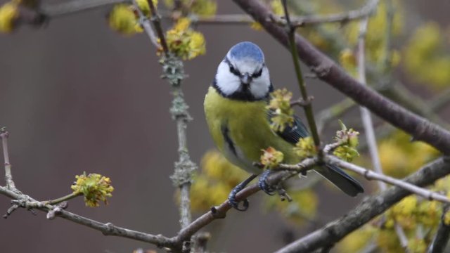 blue tit in yellow flowers