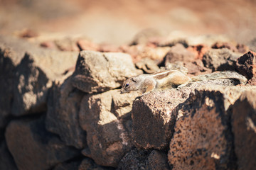 Kleines Streifenhörnchen auf Fuerteventura