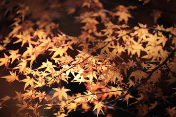 Autumnal landscape of Suizawa maple valley in the Mie Prefecture of Japan